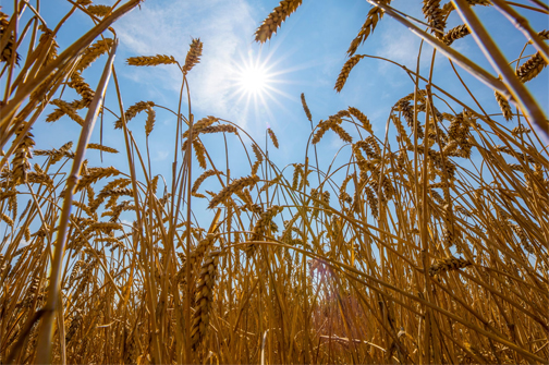 ছবি: দ্য গার্ডিয়ান।